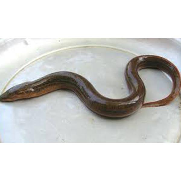 Live Mud Eel 