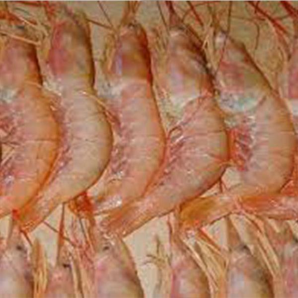 Pink/Brown shrimp