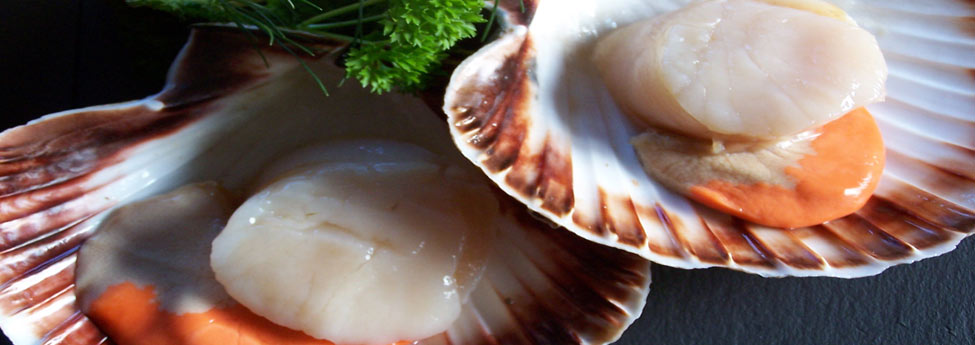 Scallop