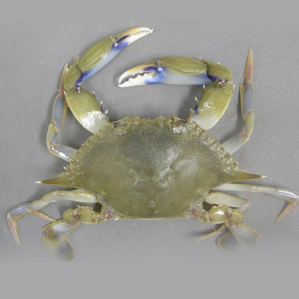 Swimming Crab 