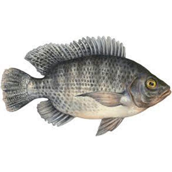 Tilapia