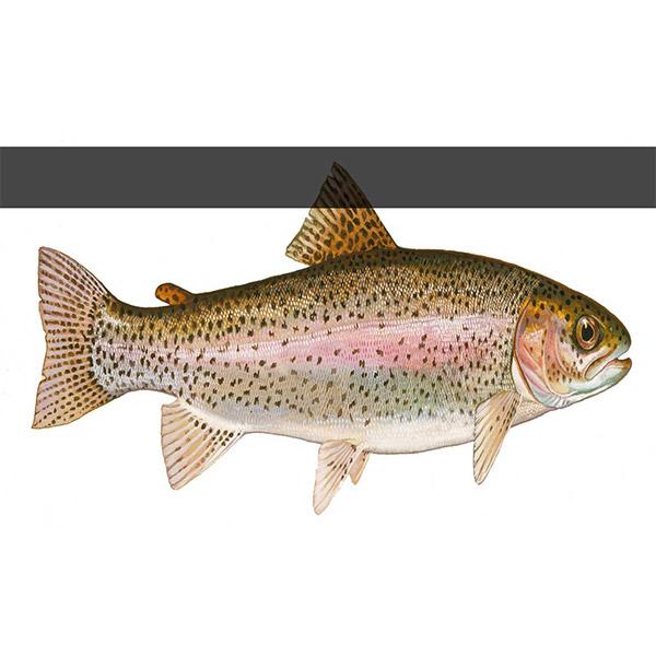 Trout