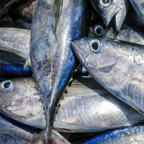 Tuna 