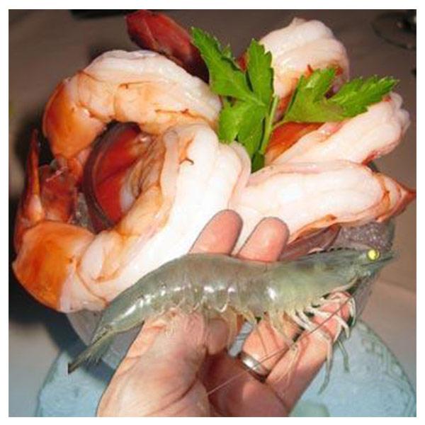 White Shrimp 
