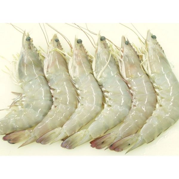 White Shrimp