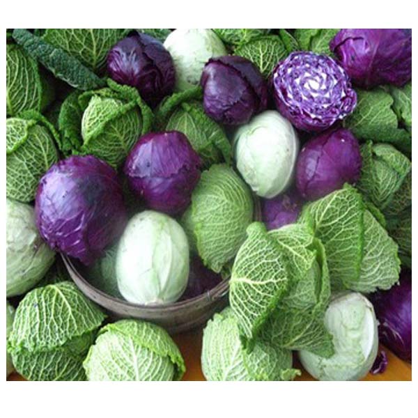 Cabbage