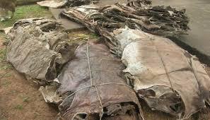 Grade A wet & Dry salted Cow,/Horse/Donkey/Buffalo/Goat Skin and Hides