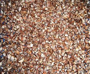 Dry Betel Nut from Bangladesh