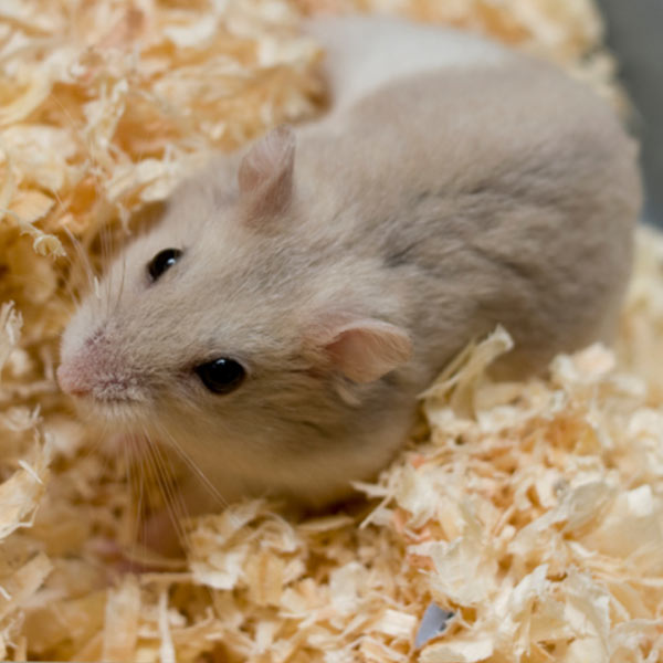 Eco friendly animal bedding