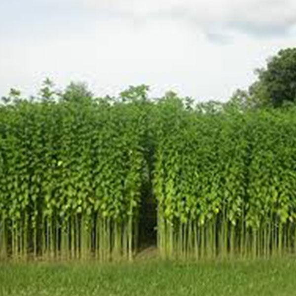 Jute Fiber