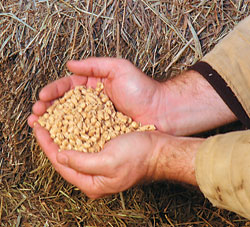 Kenaf Animal Bedding