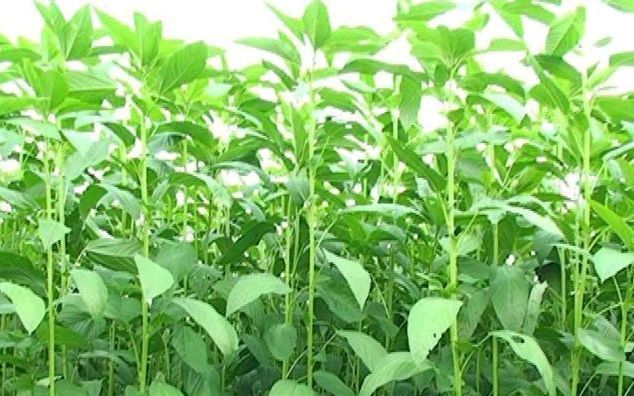 Kenaf Eco Plant