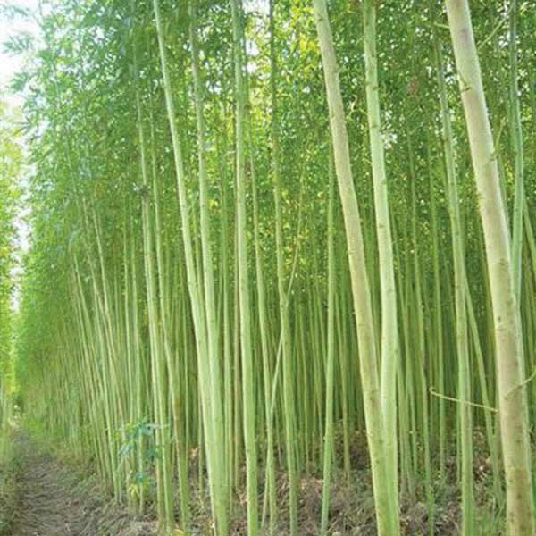 Kenaf Green Plant