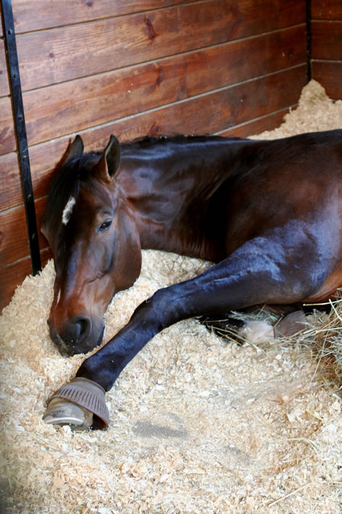 Kenaf Horse Bedding