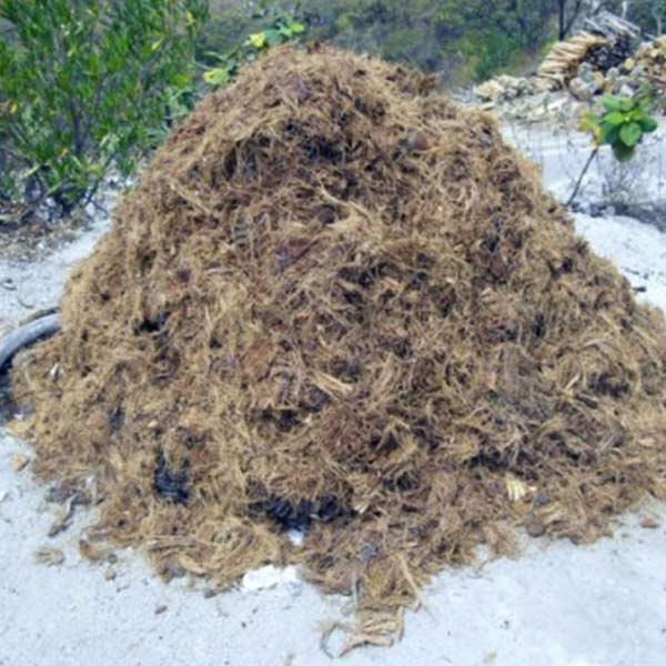 Kenaf Pulp raw material