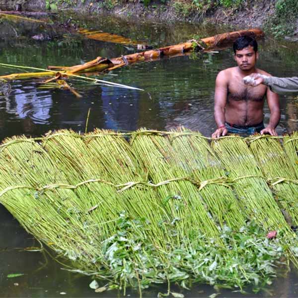 Raw Jute